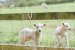 Winchcombe Farm-41