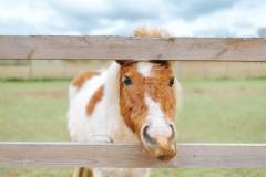 Winchcombe Farm-51