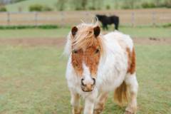 Winchcombe Farm-49